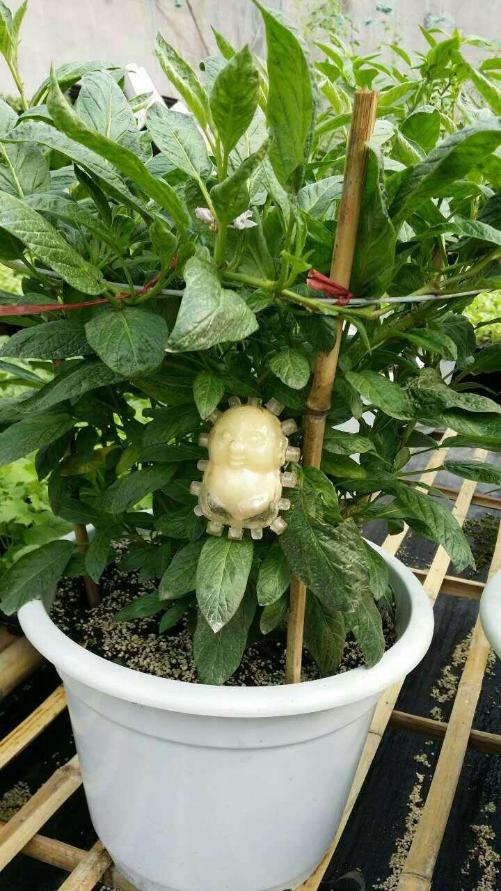 新鲜蔬菜品种大赏：色彩斑斓的植物画卷