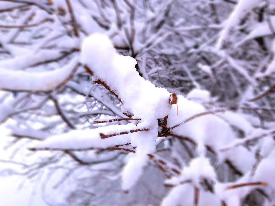 黑龙江银装素裹，迎瑞雪美景预告