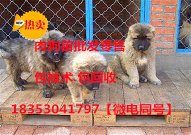 广西地区热门犬种价格喜报频传