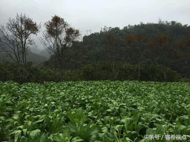 乡野山炮香：探寻乡村风情的最新篇章