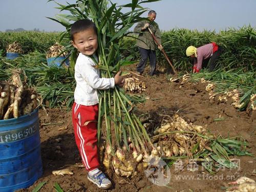 最新发布：山东安丘生姜市场行情，价格动态一览